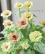 Ȭ�ź餭���˥����������� �إ饤�०�����֥��å���