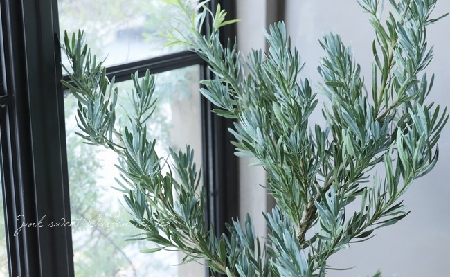 【現品】ブルーマキ　マキ・アイシーブルー　10号　あ５番 現品】ブルーマキ マキ・アイシーブルー 10号 あ5番