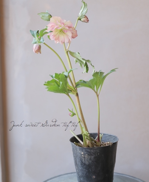 横山園芸】 クリスマスローズ 『プリマドレス』 【N】 | すべての商品