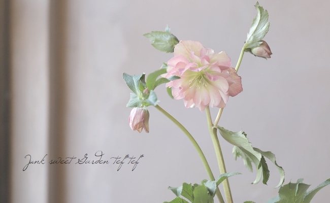 横山園芸】 クリスマスローズ 『プリマドレス』 【N】 | すべての商品