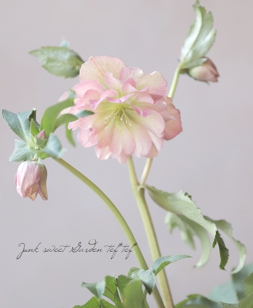 3_000000016990.jpg?1642258408