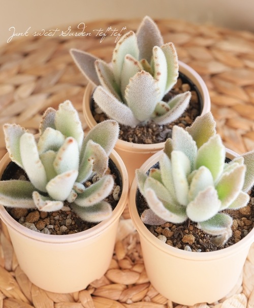 多肉植物 カランコエ もふもふ兎シリーズ♡ チョコロウル 抜き苗 多肉植物 カランコエ もふもふ兎シリーズ♡ チョコロウル 抜き苗