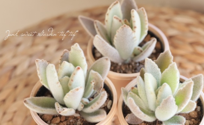 珍品　バカラ　アガト　コンポート　世界限定25 乳白色　箱付　チヒコエ アーティジェルフレグランス(COCONUT): 『Kahiko(カヒコ)』公式通販