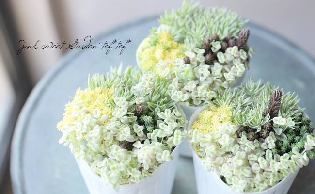 確認用 多肉 セダム 寄植え 確認用 多肉 セダム 寄植え