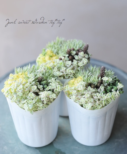 多肉植物】 『セダムの寄せ植え』 【Aタイプ】 | すべての商品