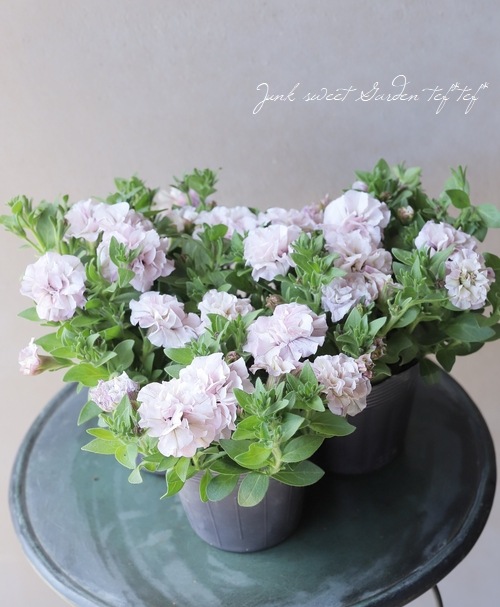 �ڲ����¤��󥪥ꥸ�ʥ�� Ȭ�ź餭�ڥ���˥� �إۥ��åץޥ������ ��٥������