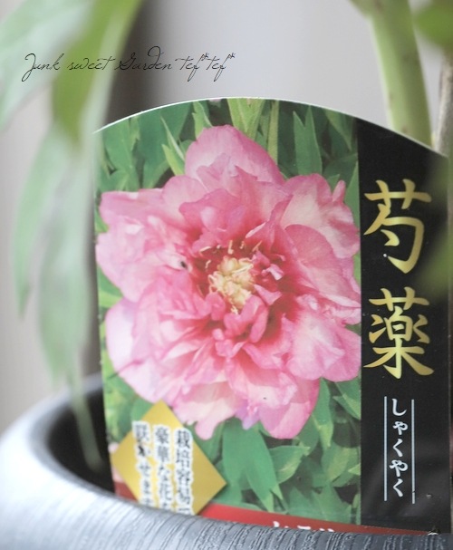 進化したハイブリット芍薬 『ヒラリー』 インターセクショナル
