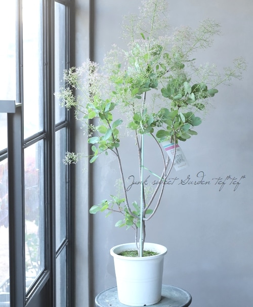 スモークツリー 『ピンクファー』 【40】2022 | すべての商品 | | Junk