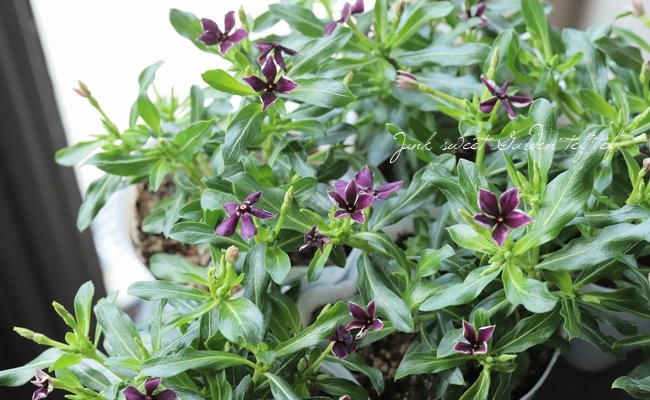 北島園芸オリジナル】ニチニチソウ 『リトルプティモネアンティーク