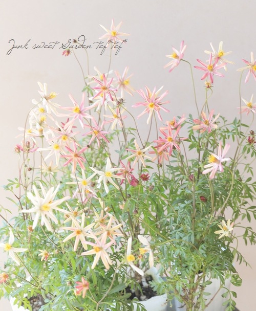 祳졼ȥ⥹֤Ȥܡ椭