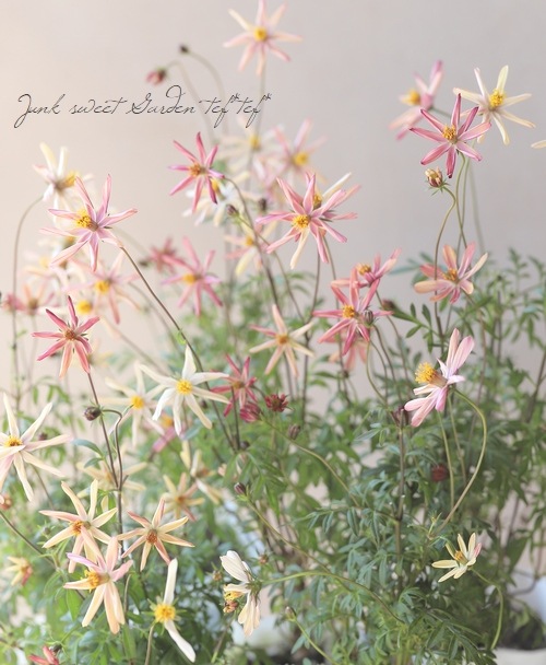 祳졼ȥ⥹֤Ȥܡ椭