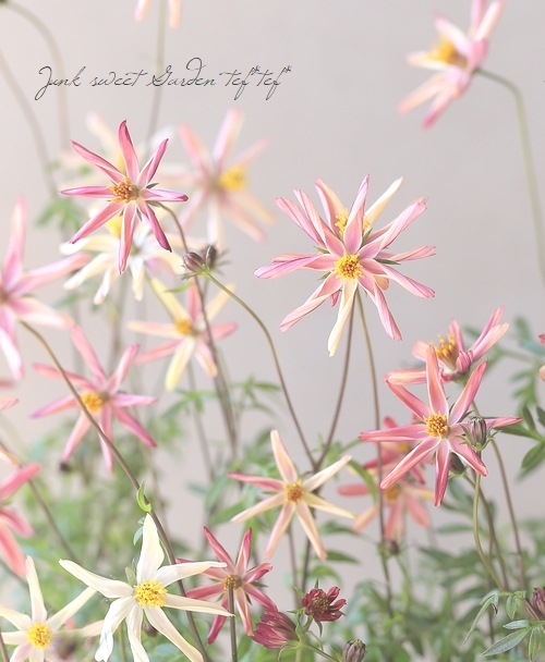 祳졼ȥ⥹֤Ȥܡ椭