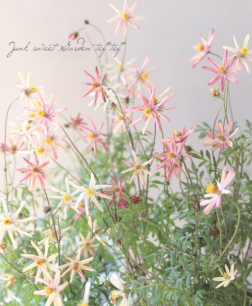 祳졼ȥ⥹֤Ȥܡ椭