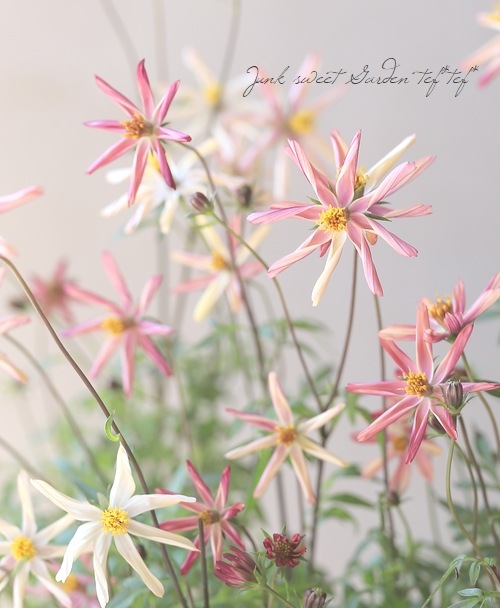 祳졼ȥ⥹֤Ȥܡ椭