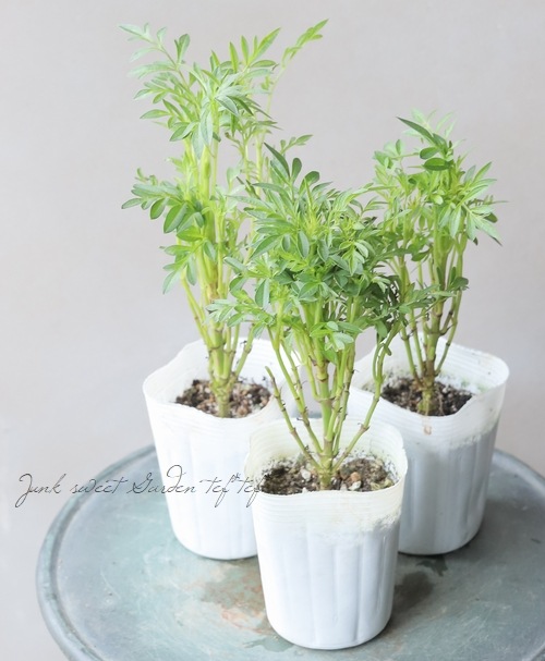 祳졼ȥ⥹֤Ȥܡ椭