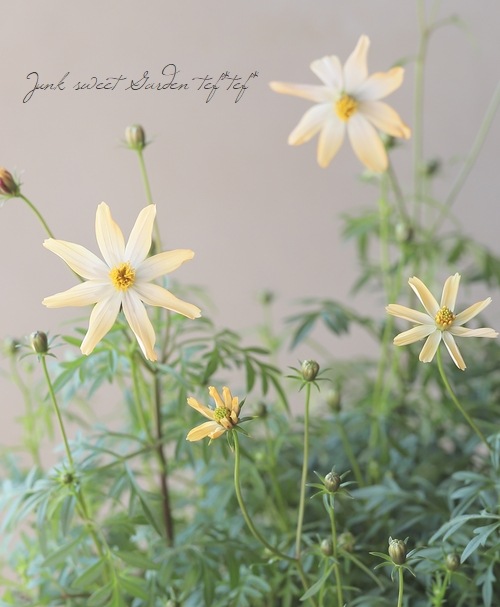 祳졼ȥ⥹֤Ȥܡ椭