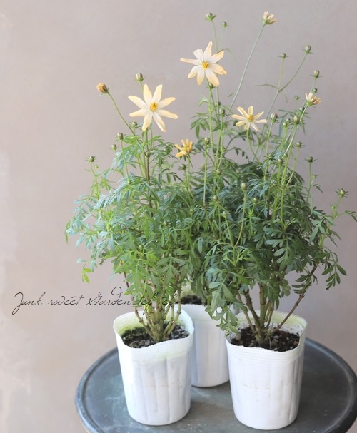 祳졼ȥ⥹֤Ȥܡ椭