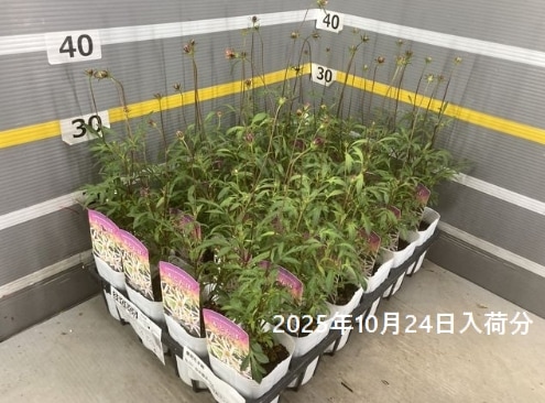 祳졼ȥ⥹֤Ȥܡ椭