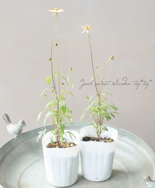 祳졼ȥ⥹֤Ȥܡ椭