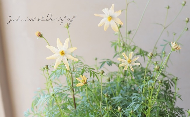 祳졼ȥ⥹֤Ȥܡ椭