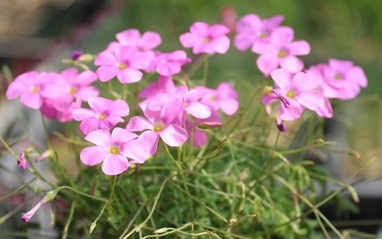 希少種オキザリス ステラータ すべての商品 Junk Sweet Garden Tef Tef