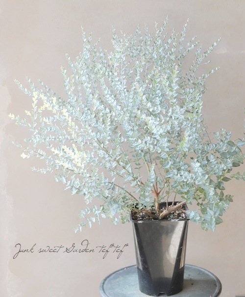 ���ե桼���ꡡ�إࡼ��饰�����