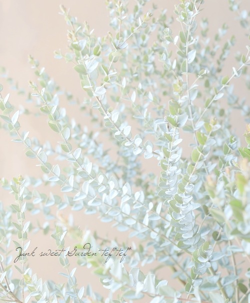 ���ե桼���ꡡ�إࡼ��饰�����