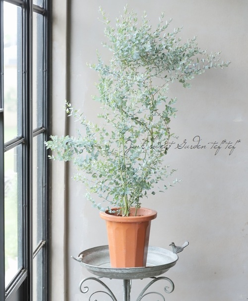 ���ե桼���ꡡ�إࡼ��饰�����