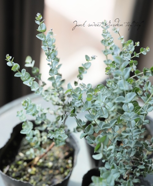 ���ե桼���ꡡ�إࡼ��饰�����