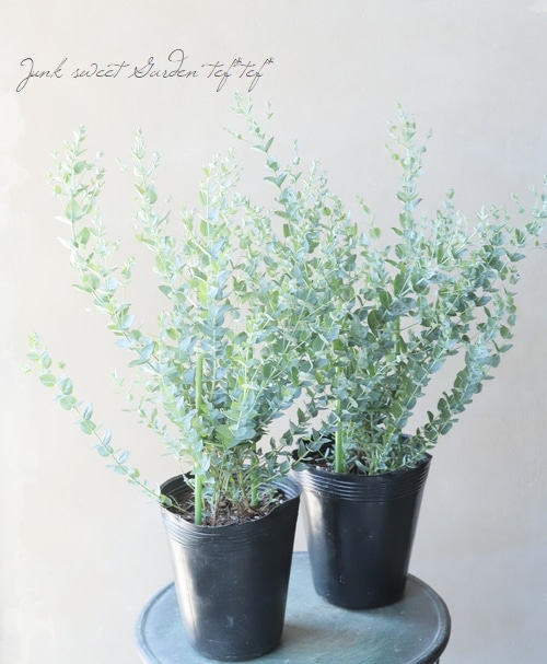 ���ե桼���ꡡ�إࡼ��饰�����