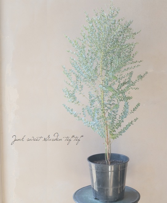 ���ե桼���ꡡ�إࡼ��饰�����