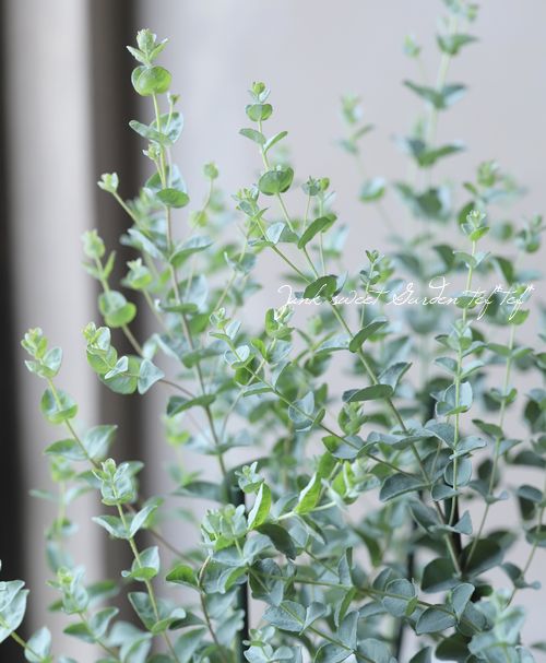 ���ե桼���ꡡ�إࡼ��饰�����