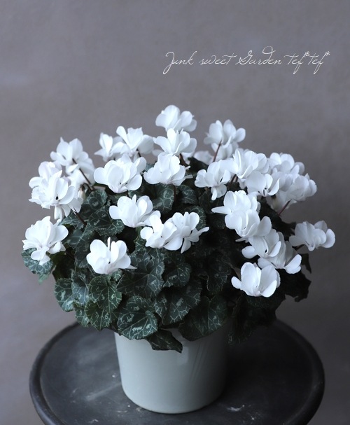 八重咲きシクラメン 『ウインク・ホワイト』 | すべての商品 | | Junk