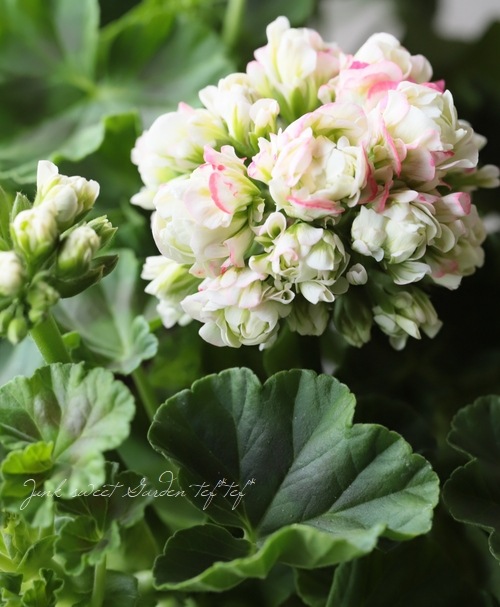 ����˥��ࡡ�إ��åץ�֥��å��ࡦ�������Хåȡ�