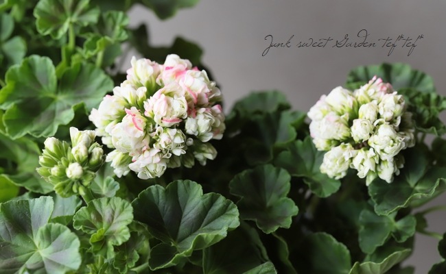 ����˥��ࡡ�إ��åץ�֥��å��ࡦ�������Хåȡ�