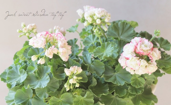 ����˥��ࡡ�إ��åץ�֥��å��ࡦ�������Хåȡ�