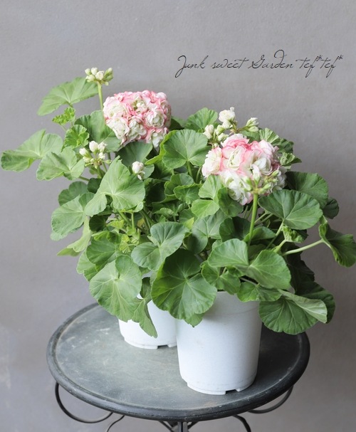 ����˥��ࡡ�إ��åץ�֥��å��ࡦ�������Хåȡ�