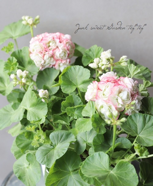 ����˥��ࡡ�إ��åץ�֥��å��ࡦ�������Хåȡ�