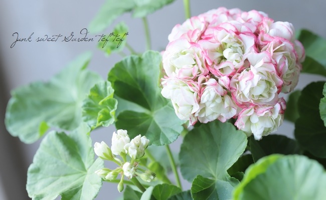 ����˥��ࡡ�إ��åץ�֥��å��ࡦ�������Хåȡ�