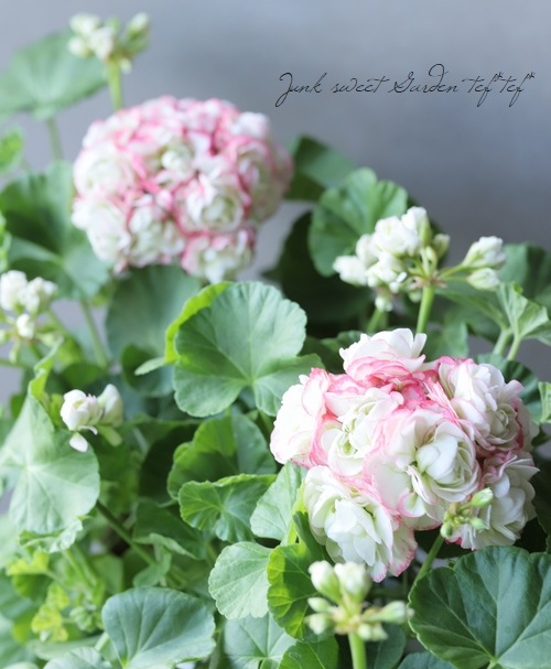 ����˥��ࡡ�إ��åץ�֥��å��ࡦ�������Хåȡ�