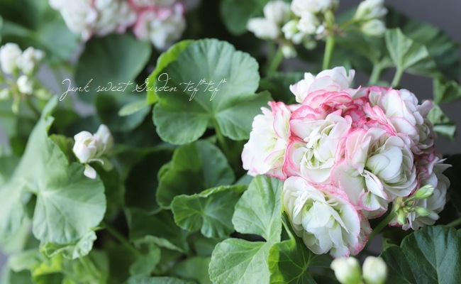 ����˥��ࡡ�إ��åץ�֥��å��ࡦ�������Хåȡ�