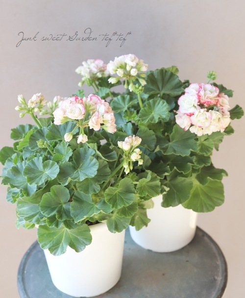 ����˥��ࡡ�إ��åץ�֥��å��ࡦ�������Хåȡ�