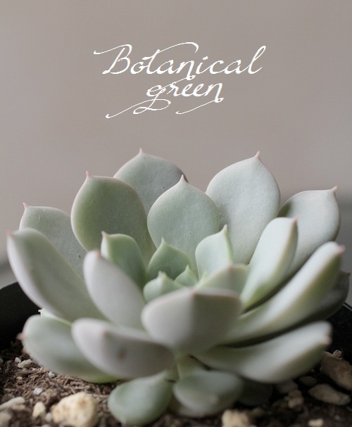 ��¿����ʪ�ۡ��إ����١������٥ꥢ°