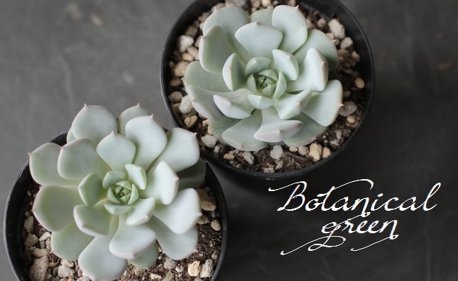 ��¿����ʪ�ۡ��إ����١������٥ꥢ°