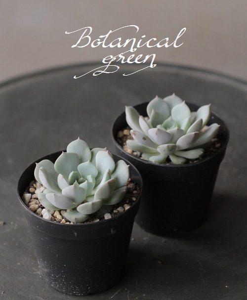 ��¿����ʪ�ۡ��إ����١������٥ꥢ°