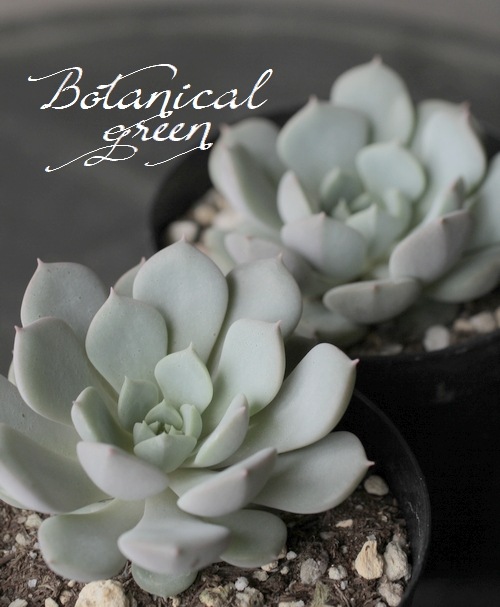 ��¿����ʪ�ۡ��إ����١������٥ꥢ°