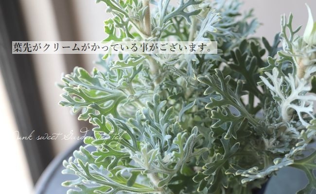 �ե��ͥ�ե����إ�ȥ륨�󥸥���١�����¿������