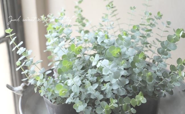 ユーカリ 『ベイビーブルースパイラル』 | すべての商品 | | Junk