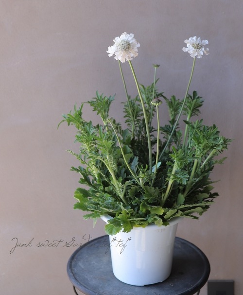 栄養系スカビオサ アメジストスノー すべての商品 Junk Sweet Garden Tef Tef 栄養系スカビオサ アメジストスノー すべての商品 Junk Sweet Garden Tef Tef