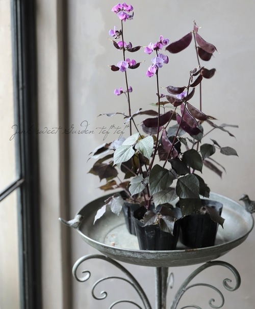 �إɥ���祹����֥�֥ӡ��󥺡� ���������ФΥ����ƥ��